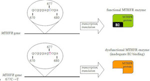 MTHFR